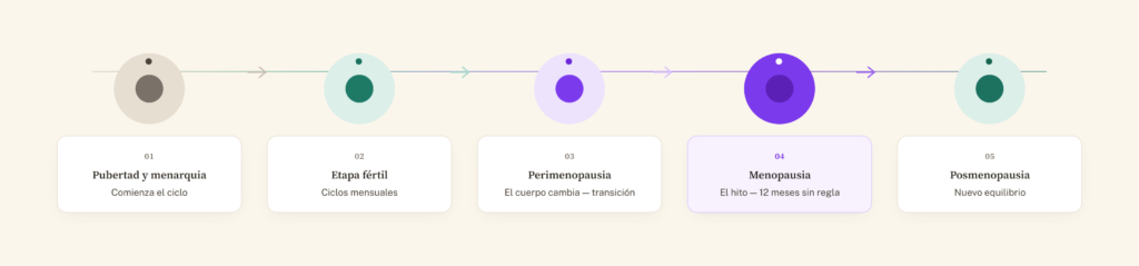 Etapas del ciclo hormonal femenino: pubertad, etapa fértil, perimenopausia y posmenopausia